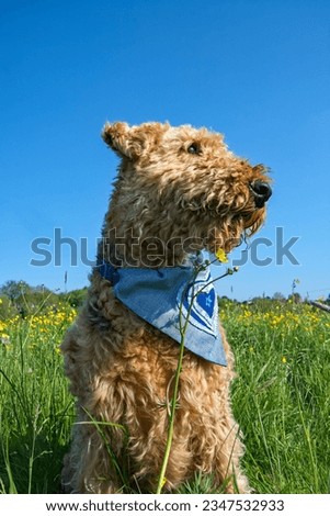 Airedale terrier, sat in a green grass field. Wearing a colourful home made bandana around her neck. copy space. Pet photography. clipped coat, teddy bear appearance. 