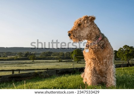 Airedale terrier portrait, Dog, sat in a green grassy field, looking out with sunlight across her face.  copy space. Pet photography. Not clipped, long coat, teddy bear appearance. 