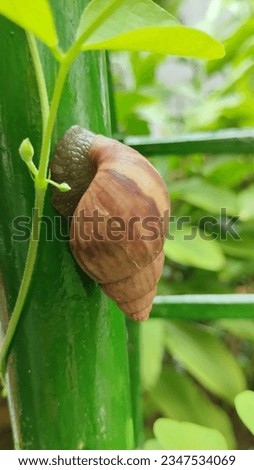 Snails are gastropods, soft-bodied animals that use their stomachs to walk, and are part of the phylum Mollusca.