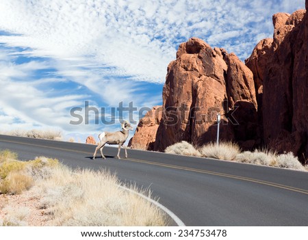 Valley of Fire State Park  (Nevada State Parks). The bighorn sheep (Ovis canadensis)  slowly goes the highway