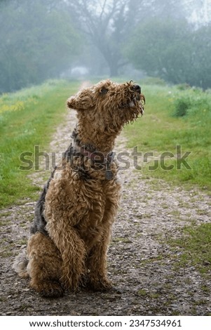 Airedale terrier portrait, sat on a path, holding up her paw, on a misty morning. copy space. Pet photography. Not clipped, long coat, teddy bear appearance. 