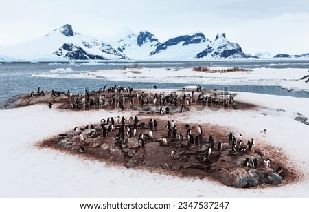 Gentoo penguin colonies, forming islands in the snow; Petermann Island, Antarctic peninsula; Gentoo penguins, below rock; Lone Gentoo, penguin colonies and mountain; Petermann Island, Antarctic