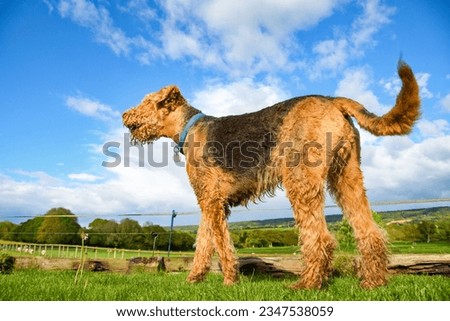 Giant Airedale terrier captured against a blue cloudy sky. The aspect shows the dog to be larger in the frame. copy space. Pet photography. clipped coat, teddy bear appearance. 