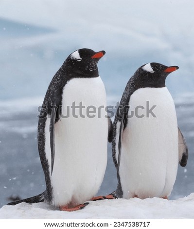 Gentoo pair; Port Lockroy, Antarctic Peninsula; Gentoo penguin with a pebble; Port Lockroy, Gentoo, penguins mating; Port Lockroy, Gentoo, penguins getting intimate; Port Lockroy, Antarctic Peninsula