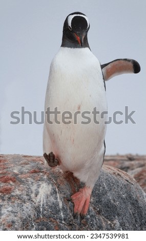 Gentoo penguin, by nest; Port Lockroy, Antarctic Peninsula; Gentoo, penguin stepping out; Port Lockroy, Antarctic Peninsula; Gentoo portrait, in falling snow; Port Lockroy, Antarctic, Peninsula
