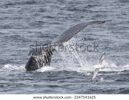 Humpback Whale fluke, and albatross; Antarctic Peninsula; Whale fluke, catching setting sunlight; Antarctica