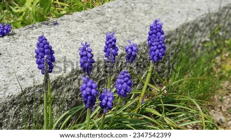 Deep purple grape hyacinth flowers  Round flowers like a bunch of grapes adorn the park with other plants.  Outstanding, not second to anyone Royalty-Free Stock Photo #2347542399