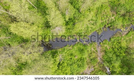 Forest river with dead tree log lying over, Bialowieza Forest, Poland, Europe