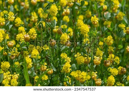 Trifolium campestre or hop trefoil flower, close up. Yellow or golden clover with green leaves. Wild or field clover is herbaceous, annual and flowering plant in the bean or legume family Fabaceae.