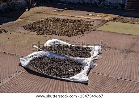 Coffee beans natural drying process under direct sunlight, commonly known as the sun drying method.