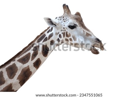 herd of giraffes in the zoo on white background