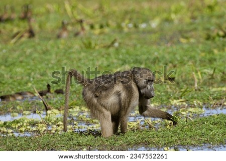 baboon feasting on water plants 