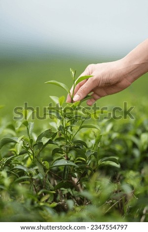 Hands holding and harvesting green tea leaves