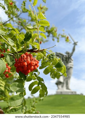 orange bunches of mountain ash against the background of the monument to the Motherland in Volgograd. Russia