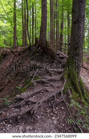Root path through the forest, hiking trail over the roots of the trees in the wooded hill, with many strong root arms