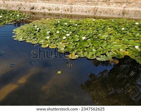 Pond with nymphs in the park 1 May in Parma. High quality photo