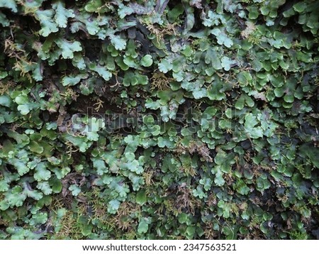Green creeper plant with lush foliage and ivy leaves. Beautiful nature background.