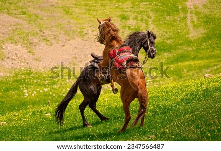 Horses Harnessed and saddled, horses frolic and fight in a green meadow. Horseback riding. Against the background of the mountains. Horseback riding.