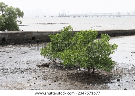 isolated pair of mangrove trees into the tidal muddy coast of elephanta island with far cityscape background  Royalty-Free Stock Photo #2347571677