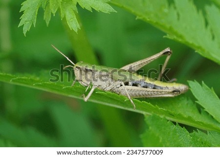 Detailed closeup on the European meadow grasshopper, Pseudochorthippus parallelus sitting in vegetation Royalty-Free Stock Photo #2347577009