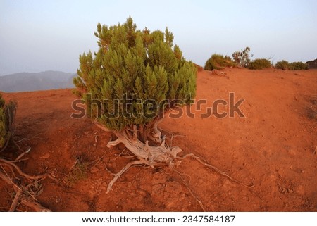 Cypress tree (bush) on top of the highest mountain at Madeira island called Pico Ruivo. Red soil looks like mars planet surface with dry ground and stones covered by root and cypress trees and bushes.