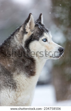Siberian Husky dog against the white snow