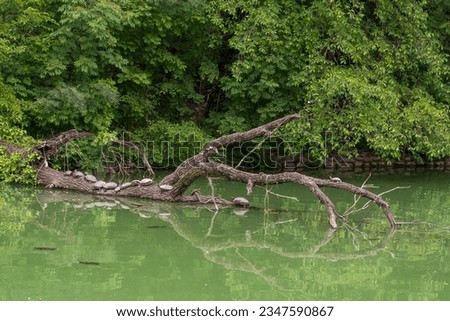 Pond sliders (Trachemys scripta), a specie of semi-aquatic turtle, swimming and resting on a trunk in the pond of the Ducal Park of Parma, Emilia Romagna, Italy