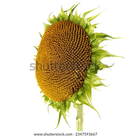 Sunflower head with seeds isolated on white background.