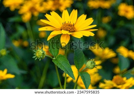 Fine wild growing flower aster false sunflower on background meadow, photo consisting from wild growing flower aster false sunflower to grass meadow, wild growing flower aster false sunflower meadow