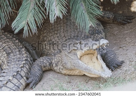 Two large alligators in their natural habitat where one of them opened its mouth waiting for prey. Big strong jaws with sharp teeth and dark green cloudy eyes.