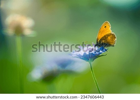 Amazing nature panoramic inspirational closeup of butterfly on flowers. Stunning sunset pastel sunlight, soft blue green colors. Floral meadow blur peaceful foliage tranquil spring summer nature