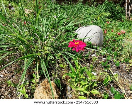 A picture of weed, grass, flower and a big stone near my house in Lahat, South Sumatra, Indonesia.