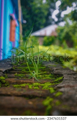 A plant growing out of a brick wall