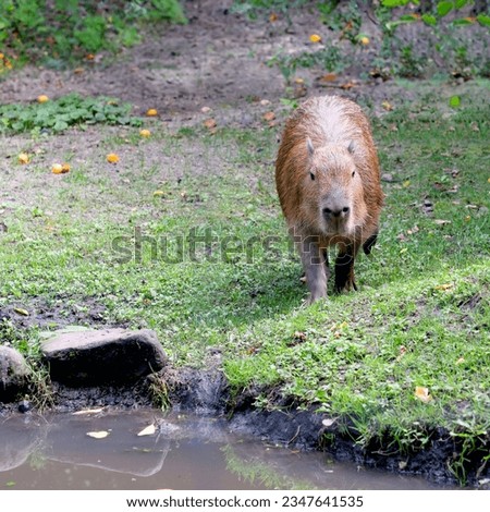 Capybara on a hot summer day on the lawn in front of a small puddle