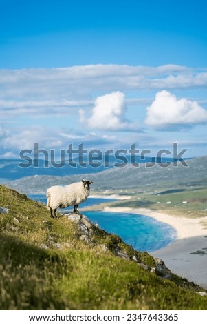 Sheep overlooking Sgarasta Mhor Beach, Isle of Harris, Outer Hebrides, Scotland, UK Royalty-Free Stock Photo #2347643365