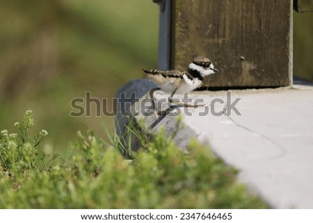 Darling Adorable Fuzzy Little Killdeer Baby Chicks Sweetwater Wetlands Park Gainesville Florida