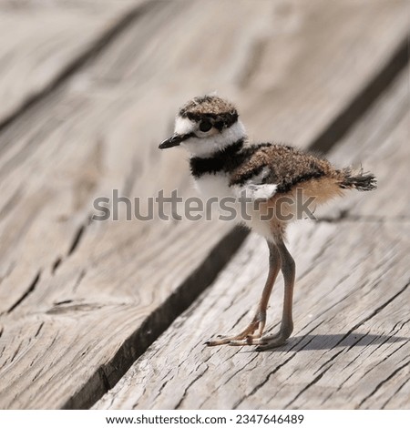 Darling Adorable Fuzzy Little Killdeer Baby Chicks Sweetwater Wetlands Park Gainesville Florida