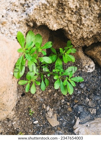 plants growing in cement stone crevices  Royalty-Free Stock Photo #2347654003