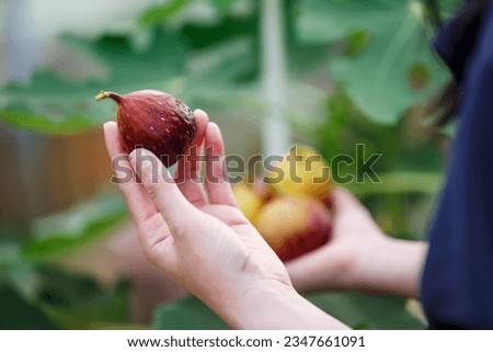 farmer hand picking figs fruit growing on the branch fig tree in organic greenhouse farm Royalty-Free Stock Photo #2347661091