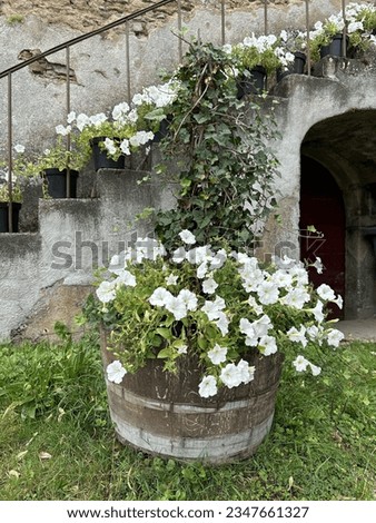 Rustic scene. White petunia and ivy in a wooden barrel. Old stone staircase in the background 