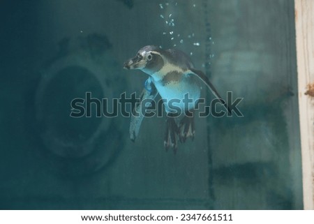 Photo of penguins swimming in the water. underwater photo.