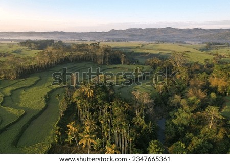 Environmental Conservation Agriculture Rice Fields in the center of tree and Mountain in Sumba Indonesia 