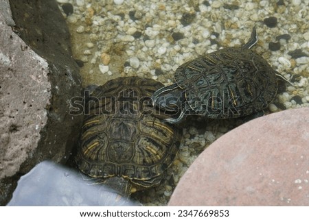 Two African Turtles sitting together