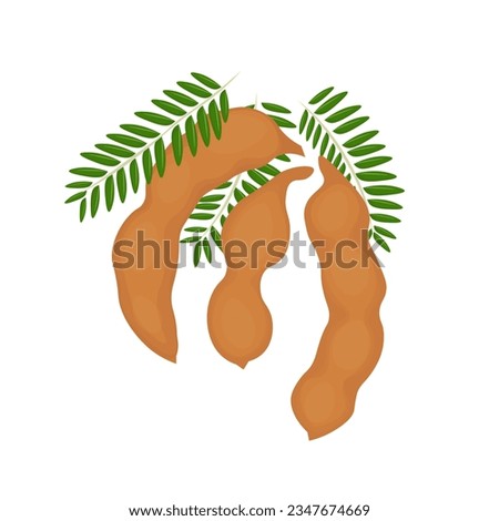 Tamarind Fruit Realistic Vector Illustration Logo Royalty-Free Stock Photo #2347674669