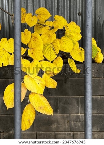yellow leaves behind the fence