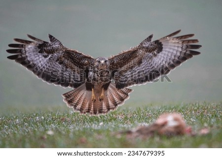 Common Buzzard landing on the target. Carnivore. BIrds of prey. European birds. Buteo buteo. Czech wildlife photography. Royalty-Free Stock Photo #2347679395