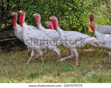 A flock of turkeys in summer against the backdrop of green nature, caring for turkeys, minimalistic photo. Beautiful horizontal photo