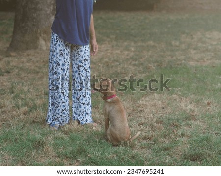 6 months old beige she puppy jumping bonding playing with woman at the park outdoors in summer