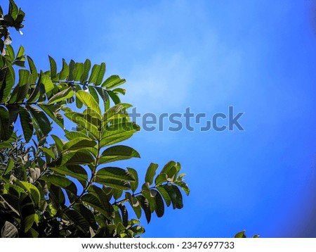 green leaves against a beautiful blue sky background