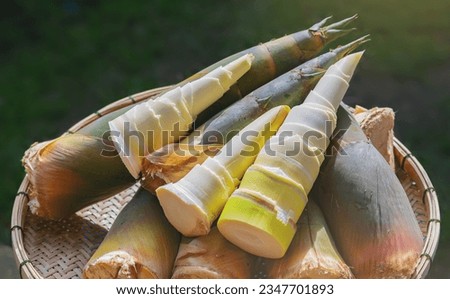 Fresh harvest bamboo shoots and peeled bamboo shoots in woven bamboo tray. Selected focus